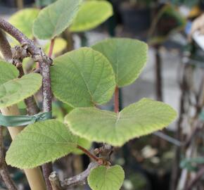 Aktinidie lahodná, kiwi - samčí 'Atlas' - Actinidia deliciosa 'Atlas'