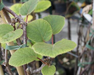 Aktinidie lahodná, kiwi - samčí 'Atlas'