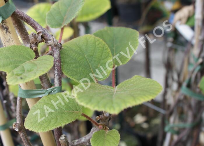 Aktinidie lahodná, kiwi - samčí 'Atlas' - Actinidia deliciosa 'Atlas'