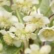 Aktinidie lahodná, kiwi - samčí 'Atlas' - Actinidia deliciosa 'Atlas'