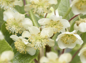 Aktinidie lahodná, kiwi - samčí 'Atlas' - Actinidia deliciosa 'Atlas'