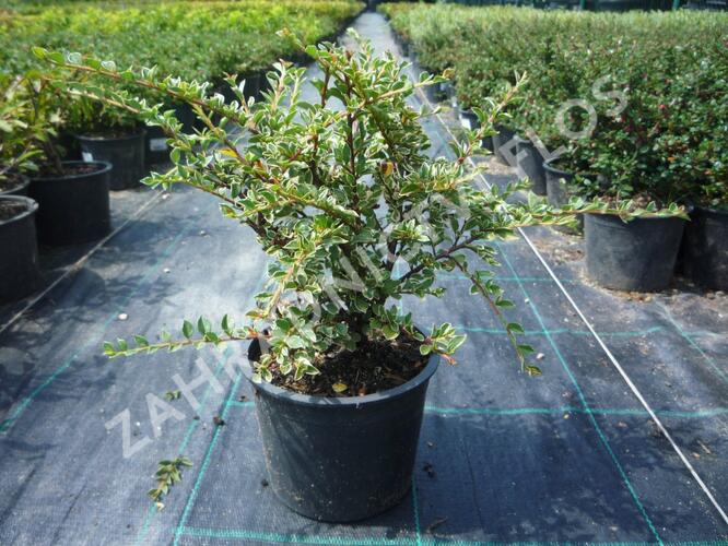 Skalník vodorovný 'Variegatus' - Cotoneaster horizontalis 'Variegatus'