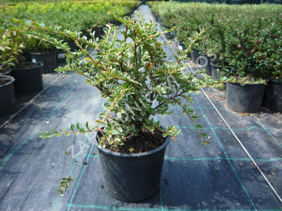 Skalník vodorovný 'Variegatus' - Cotoneaster horizontalis 'Variegatus'
