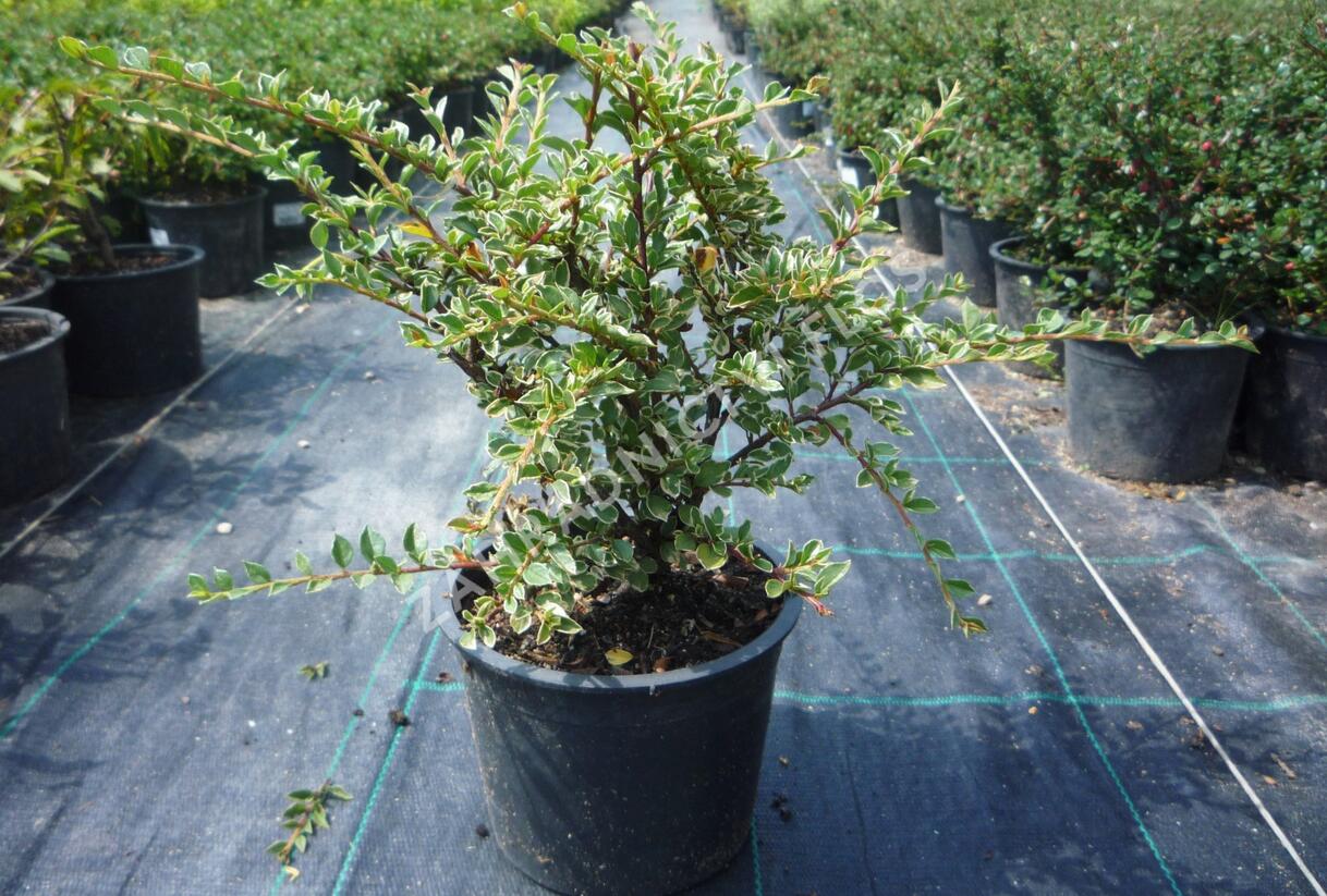 Skalník vodorovný 'Variegatus' - Cotoneaster horizontalis 'Variegatus'