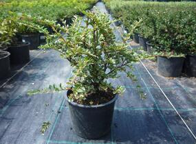 Skalník vodorovný 'Variegatus' - Cotoneaster horizontalis 'Variegatus'