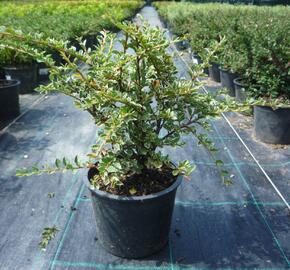 Skalník vodorovný 'Variegatus' - Cotoneaster horizontalis 'Variegatus'