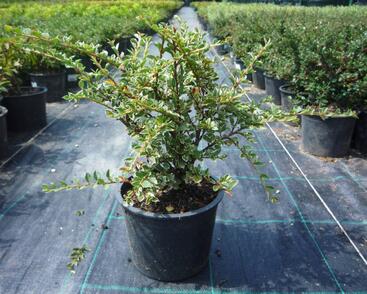 Skalník vodorovný 'Variegatus'