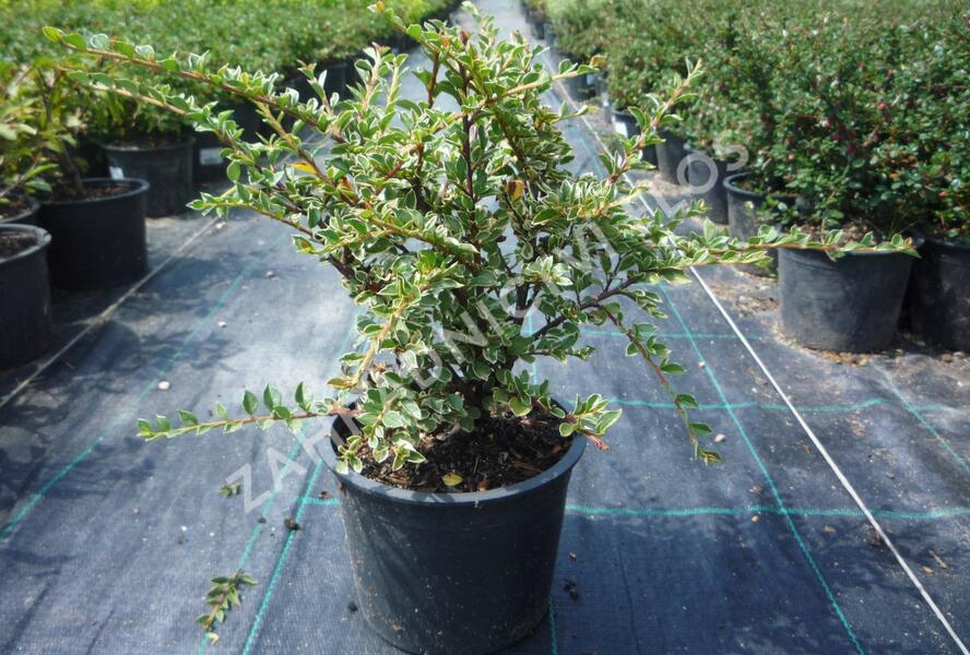 Skalník vodorovný 'Variegatus' - Cotoneaster horizontalis 'Variegatus'