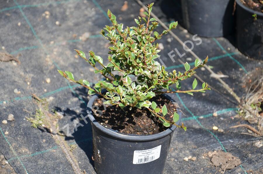 Skalník vodorovný 'Variegatus' - Cotoneaster horizontalis 'Variegatus'