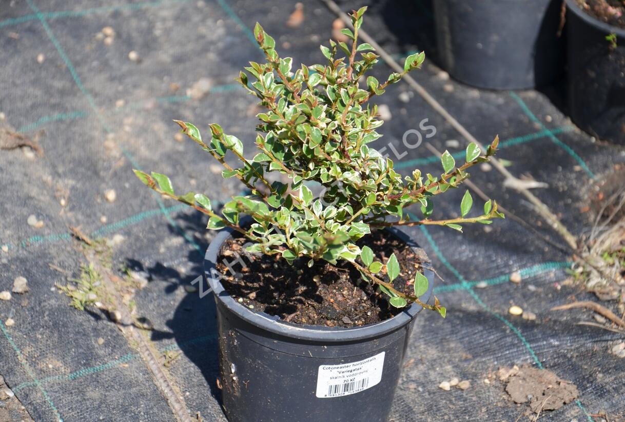 Skalník vodorovný 'Variegatus' - Cotoneaster horizontalis 'Variegatus'