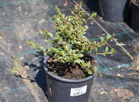 Skalník vodorovný 'Variegatus' - Cotoneaster horizontalis 'Variegatus'
