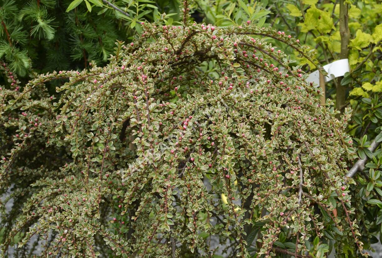 Skalník vodorovný 'Variegatus' - Cotoneaster horizontalis 'Variegatus'