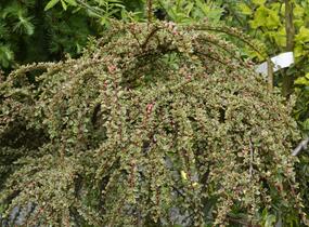 Skalník vodorovný 'Variegatus' - Cotoneaster horizontalis 'Variegatus'