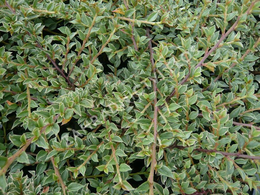 Skalník vodorovný 'Variegatus' - Cotoneaster horizontalis 'Variegatus'