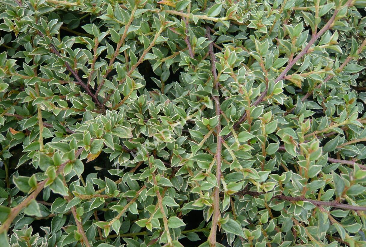 Skalník vodorovný 'Variegatus' - Cotoneaster horizontalis 'Variegatus'