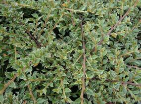 Skalník vodorovný 'Variegatus' - Cotoneaster horizontalis 'Variegatus'
