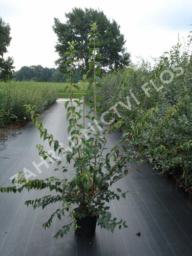 Pustoryl panenský - Philadelphus virginalis