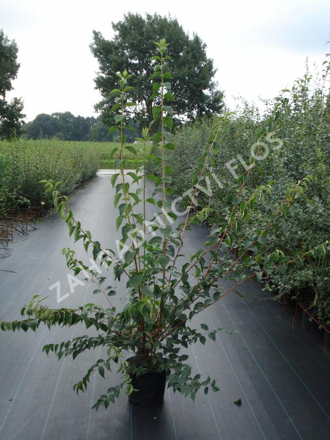 Pustoryl panenský - Philadelphus virginalis