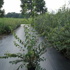 Pustoryl panenský - Philadelphus virginalis