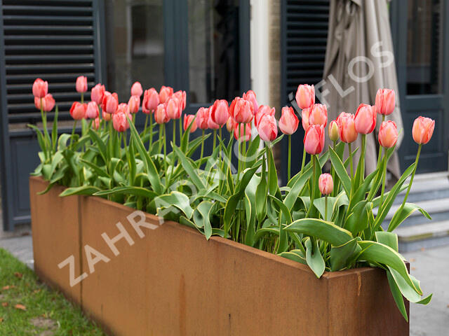 Tulipán Darwin hybrid 'Red Impression'® - Tulipa Darwin hybrid 'Red Impression'®