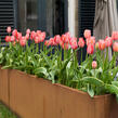 Tulipán Darwin hybrid 'Red Impression'® - Tulipa Darwin hybrid 'Red Impression'®