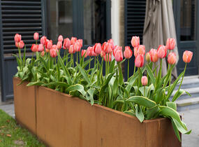 Tulipán Darwin hybrid 'Red Impression'® - Tulipa Darwin hybrid 'Red Impression'®