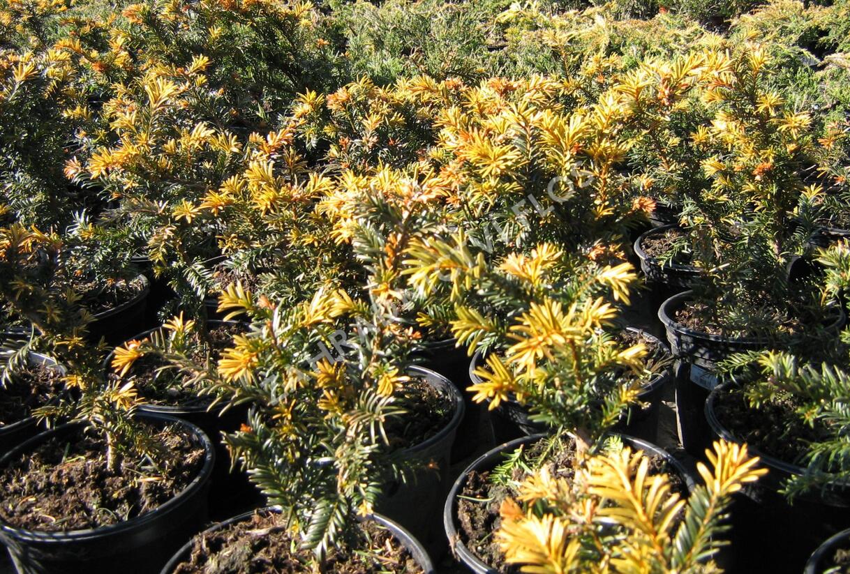 Tis červený 'Goud Elsje' - Taxus baccata 'Goud Elsje'