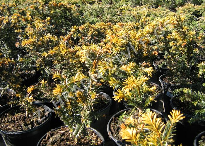 Tis červený 'Goud Elsje' - Taxus baccata 'Goud Elsje'