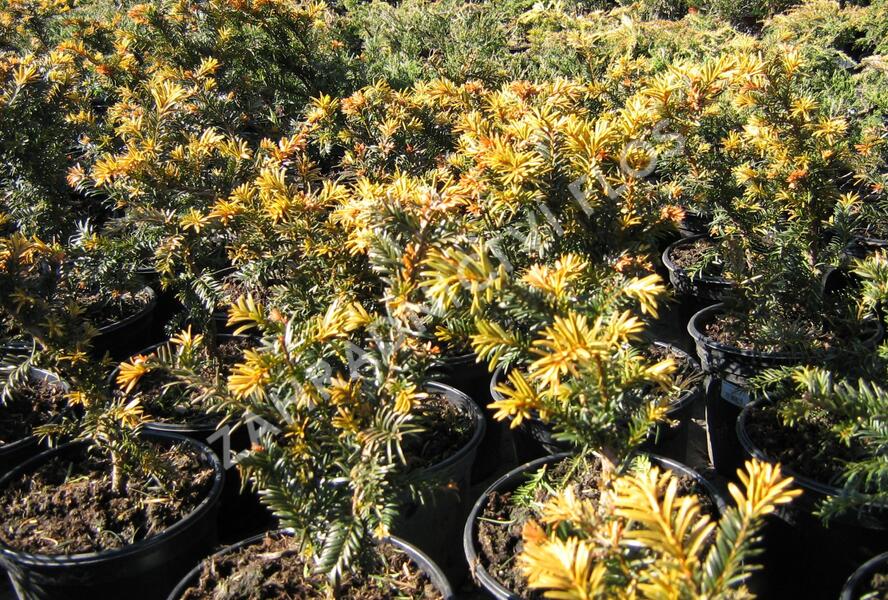 Tis červený 'Goud Elsje' - Taxus baccata 'Goud Elsje'