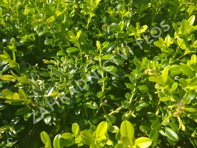 Brusnice brusinka 'Koralle' - Vaccinium vitis-idaea 'Koralle'