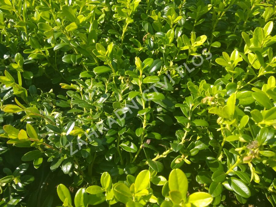 Brusnice brusinka 'Koralle' - Vaccinium vitis-idaea 'Koralle'