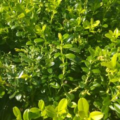 Brusnice brusinka 'Koralle' - Vaccinium vitis-idaea 'Koralle'