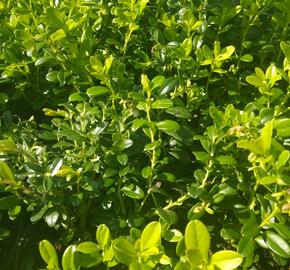 Brusnice brusinka 'Koralle' - Vaccinium vitis-idaea 'Koralle'