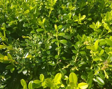 Brusnice brusinka 'Koralle'