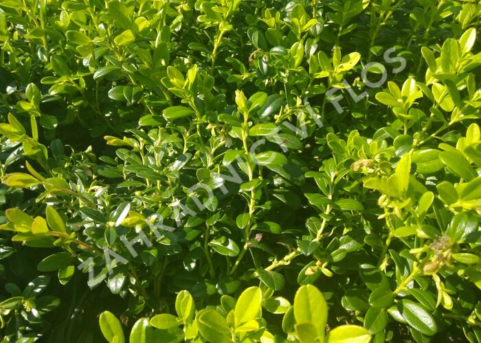 Brusinka obecná 'Koralle' - Vaccinium vitis-idaea 'Koralle'