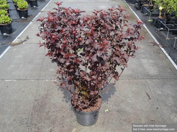 Tavola kalinolistá 'Diabolo' - Physocarpus opulifolius 'Diabolo'