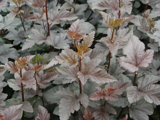 Tavola kalinolistá 'Diabolo' - Physocarpus opulifolius 'Diabolo'