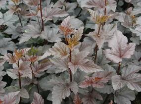 Tavola kalinolistá 'Diabolo' - Physocarpus opulifolius 'Diabolo'