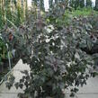 Tavola kalinolistá 'Diabolo' - Physocarpus opulifolius 'Diabolo'