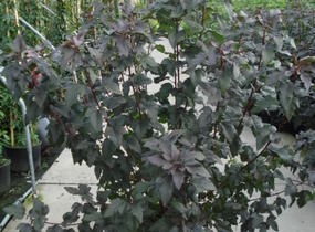 Tavola kalinolistá 'Diabolo' - Physocarpus opulifolius 'Diabolo'