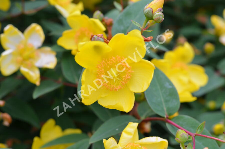 Třezalka 'Hidcote Gold' - Hypericum 'Hidcote Gold'