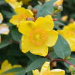 Třezalka 'Hidcote Gold' - Hypericum 'Hidcote Gold'