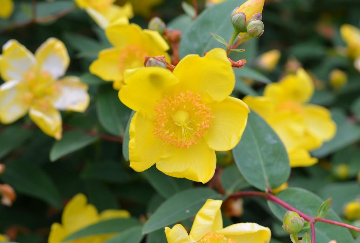 Třezalka 'Hidcote Gold' - Hypericum 'Hidcote Gold'