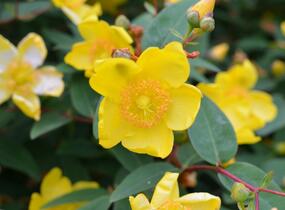 Třezalka 'Hidcote Gold' - Hypericum 'Hidcote Gold'