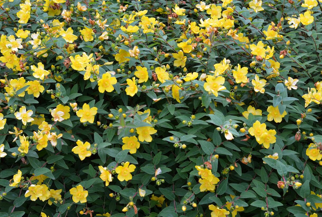 Třezalka 'Hidcote Gold' - Hypericum 'Hidcote Gold'