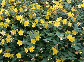 Třezalka 'Hidcote Gold' - Hypericum 'Hidcote Gold'