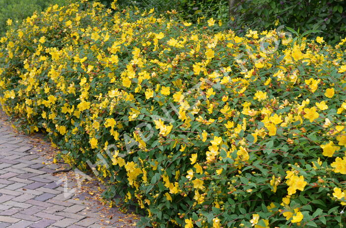 Třezalka 'Hidcote Gold' - Hypericum 'Hidcote Gold'