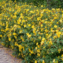 Třezalka 'Hidcote Gold' - Hypericum 'Hidcote Gold'