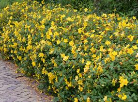 Třezalka 'Hidcote Gold' - Hypericum 'Hidcote Gold'