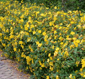 Třezalka 'Hidcote Gold' - Hypericum 'Hidcote Gold'